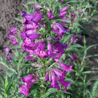 PENSTEMON 'Midnight'