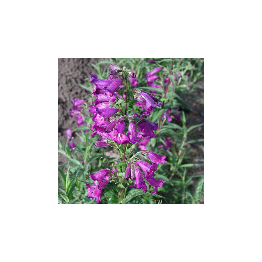 Plantes Vivaces PENSTEMON 'Midnight' - Galane en vente - Pépinière Lepage .