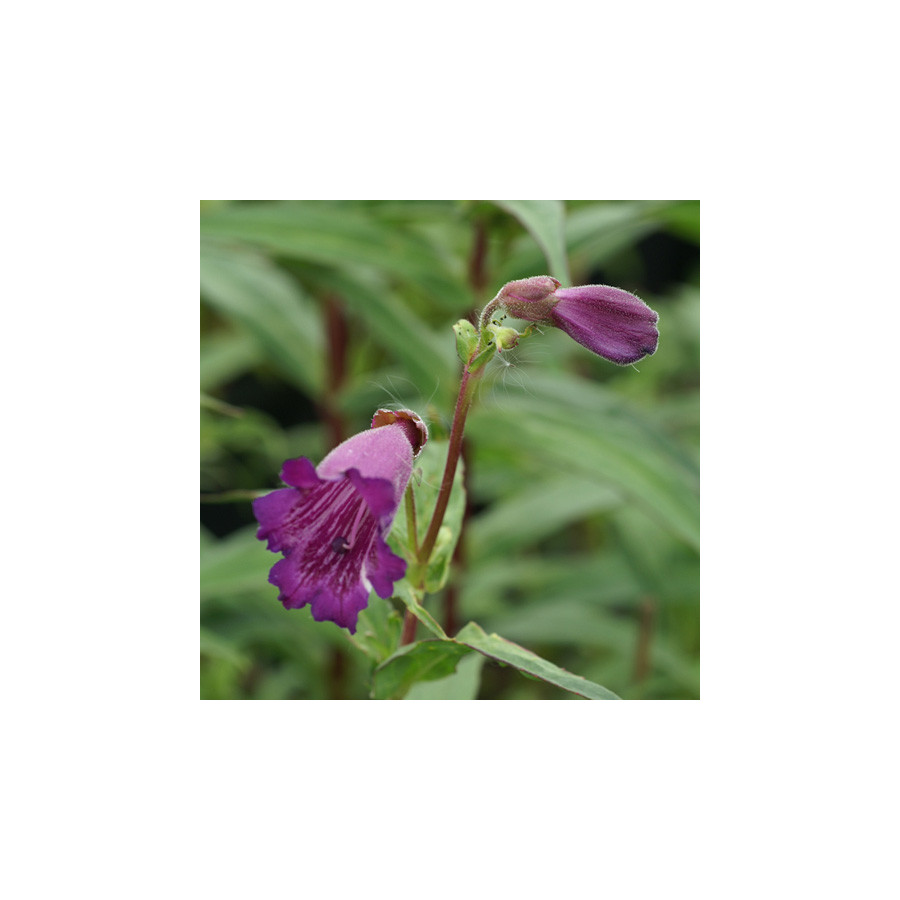 Plantes Vivaces PENSTEMON 'Midnight' - Galane en vente - Pépinière Lepage .