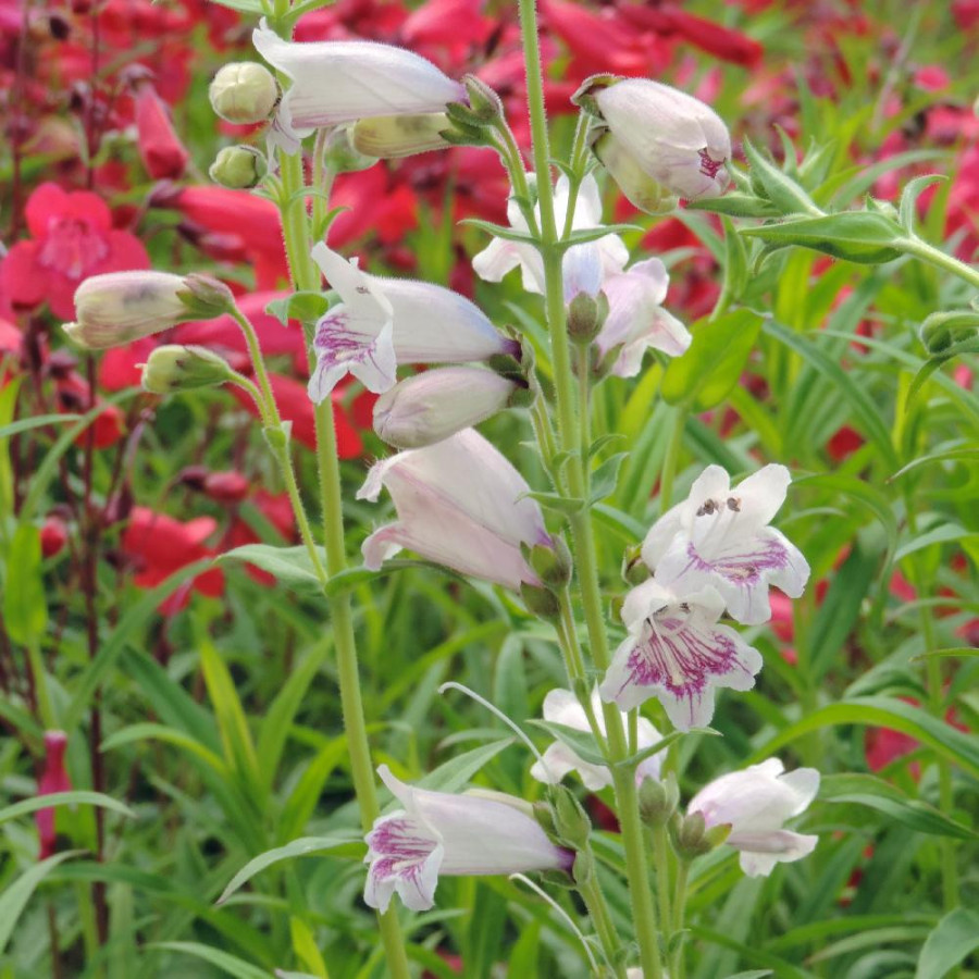 Plantes Vivaces PENSTEMON 'Mother of Pearl' - Galane en vente - Pépinière Lepage .