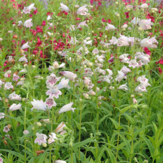 Plantes Vivaces PENSTEMON 'Mother of Pearl' - Galane en vente - Pépinière Lepage .