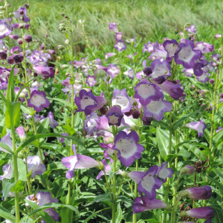 Plantes Vivaces PENSTEMON 'Pensham Czar' - Galane en vente - Pépinière Lepage .