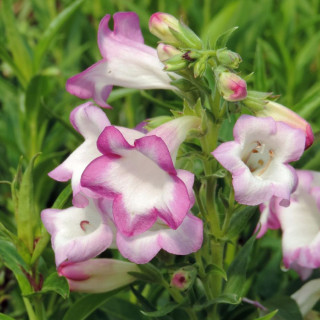 Plantes Vivaces PENSTEMON 'Pensham Laura' - Galane en vente - Pépinière Lepage .