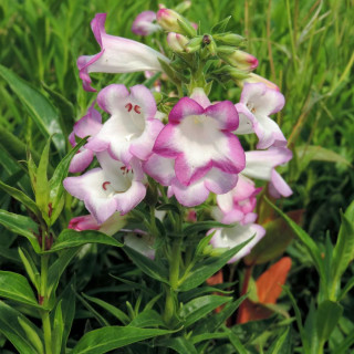 Plantes Vivaces PENSTEMON 'Pensham Laura' - Galane en vente - Pépinière Lepage .