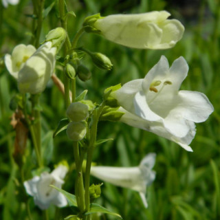 Plantes Vivaces PENSTEMON 'Pensham Wedding Day' - Galane en vente - Pépinière Lepage .