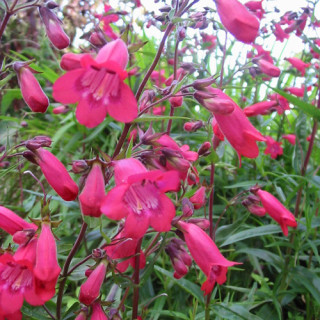 Plantes Vivaces PENSTEMON 'Southgate Gem' - Galane en vente - Pépinière Lepage .