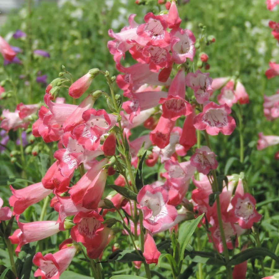 Plantes Vivaces PENSTEMON 'Souvenir d'Adrien Régnier' - Galane en vente - Pépinière Lepage .