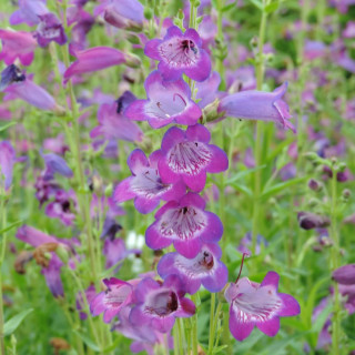 Plantes Vivaces PENSTEMON 'Vesuvius' - Galane en vente - Pépinière Lepage .