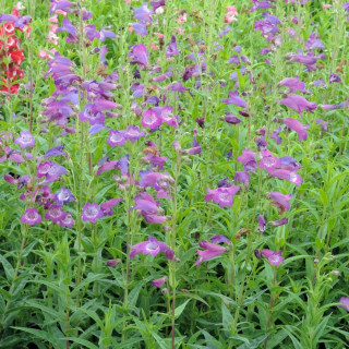 Plantes Vivaces PENSTEMON 'Vesuvius' - Galane en vente - Pépinière Lepage .