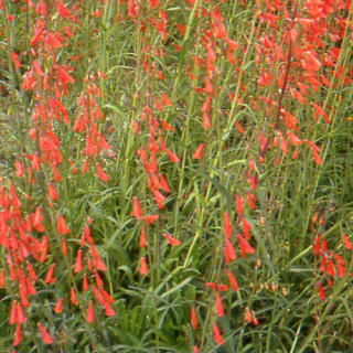 PENSTEMON barbatus 'Coccineus'
