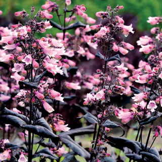 PENSTEMON digitalis 'Dakota Burgundy' ®