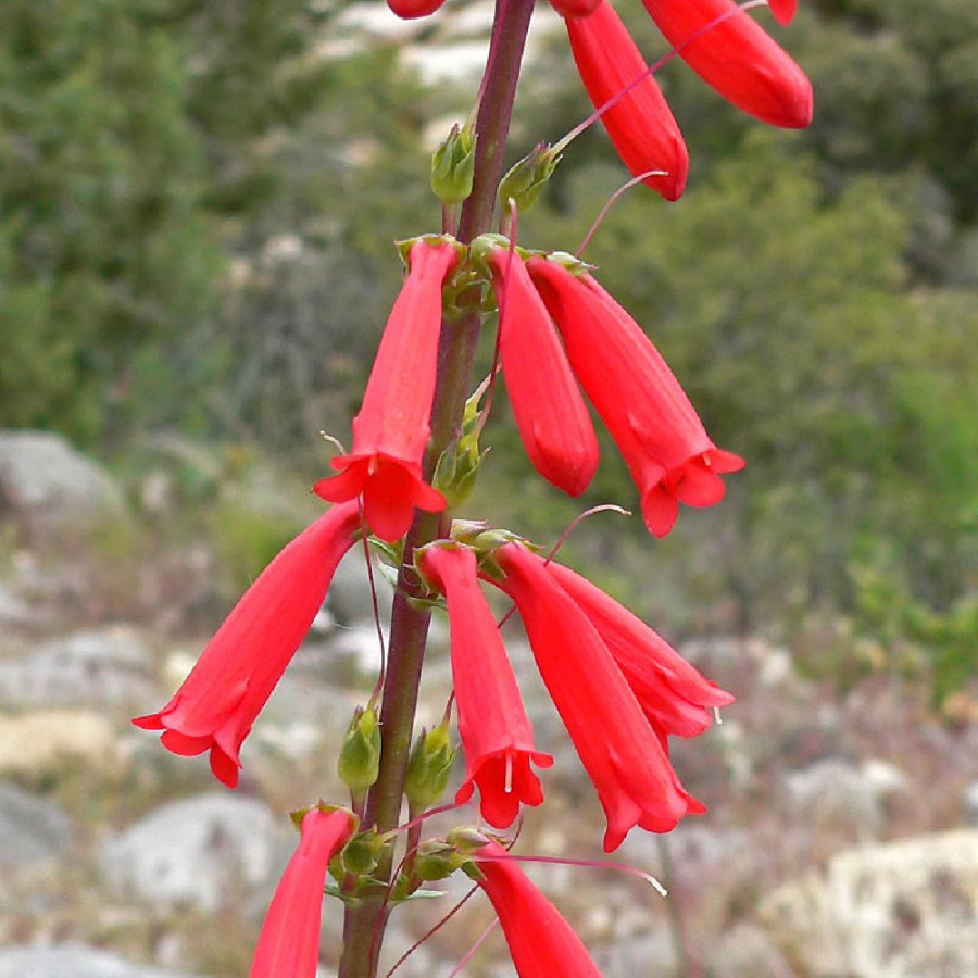 Plantes Vivaces PENSTEMON eatonii - Galane en vente - Pépinière Lepage .