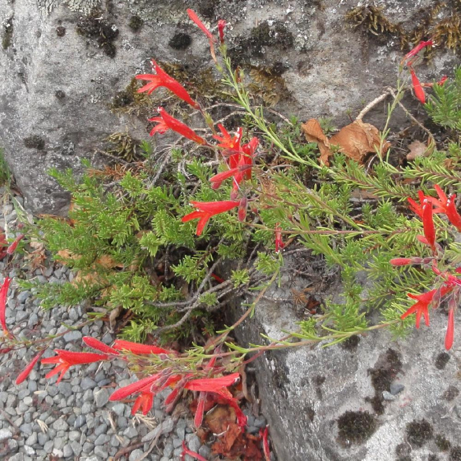 Plantes Vivaces PENSTEMON pinifolius - Galane à feuilles de Pin en vente - Pépinière Lepage .