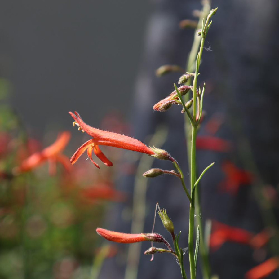 Plantes Vivaces PENSTEMON pinifolius - Galane à feuilles de Pin en vente - Pépinière Lepage .