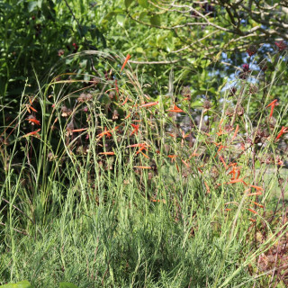 Plantes Vivaces PENSTEMON pinifolius - Galane à feuilles de Pin en vente - Pépinière Lepage .