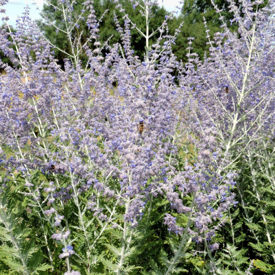 Plantes Vivaces PEROVSKIA 'Blue Spire' en vente - Pépinière Lepage .