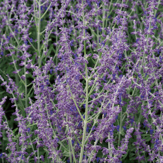 Plantes Vivaces PEROVSKIA atriplicifolia 'Little Spire' ® en vente - Pépinière Lepage .