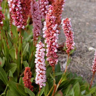 Plantes Vivaces PERSICARIA affinis 'Darjeeling Red' - Renouée de l'Himalaya en vente - Pépinière Lepage .