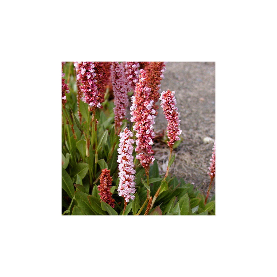 Plantes Vivaces PERSICARIA affinis 'Darjeeling Red' - Renouée de l'Himalaya en vente - Pépinière Lepage .
