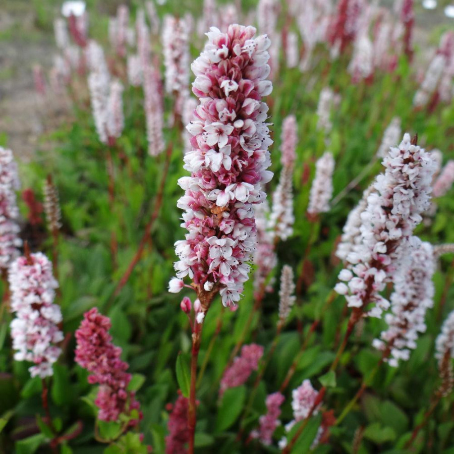 Plantes Vivaces PERSICARIA affinis 'Donald Lowndes' - Renouée en vente - Renouée de l'Hymalaya en vente - Pépinière Lepage .