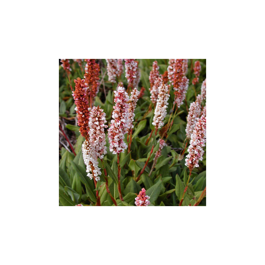 Plantes Vivaces PERSICARIA affinis 'Superba' - Renouée en vente - Renouée de l'Hymalaya en vente - Pépinière Lepage .