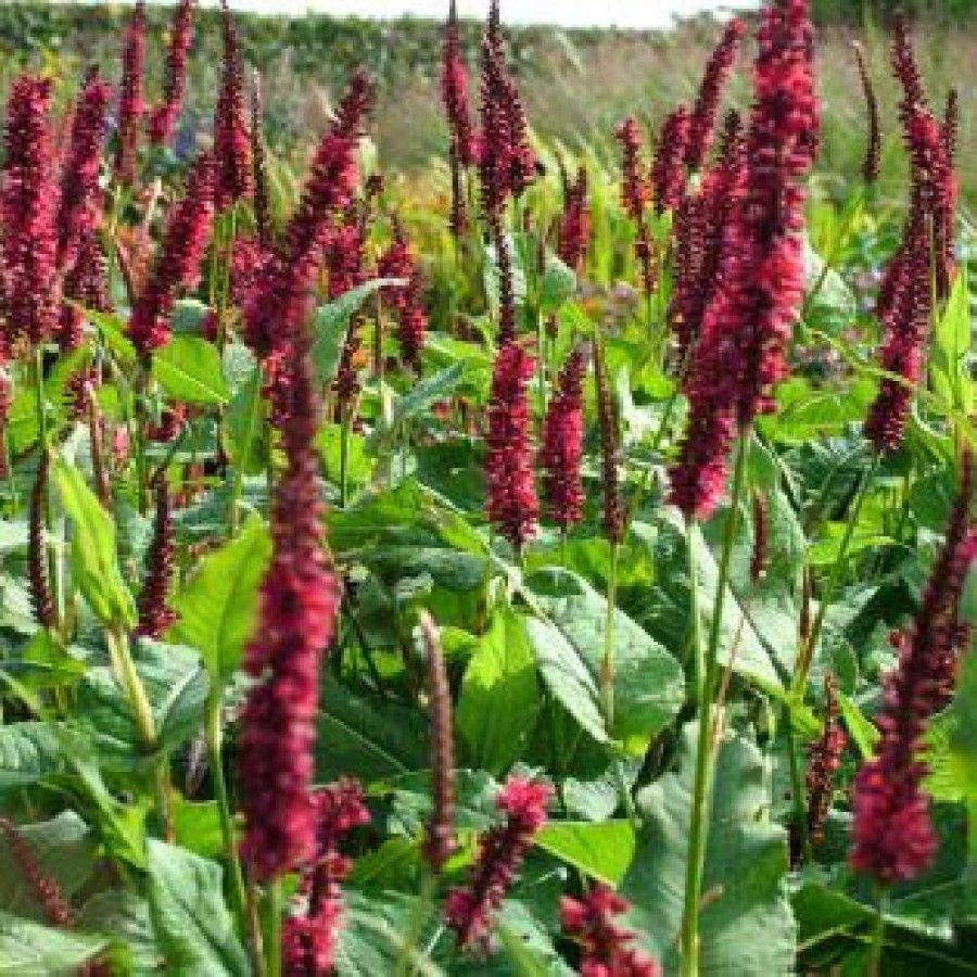Plantes Vivaces PERSICARIA amplexicaulis 'Blackfield' - Renouée en vente - Persicaire amplexicaule en vente - Pépinière Lepage .