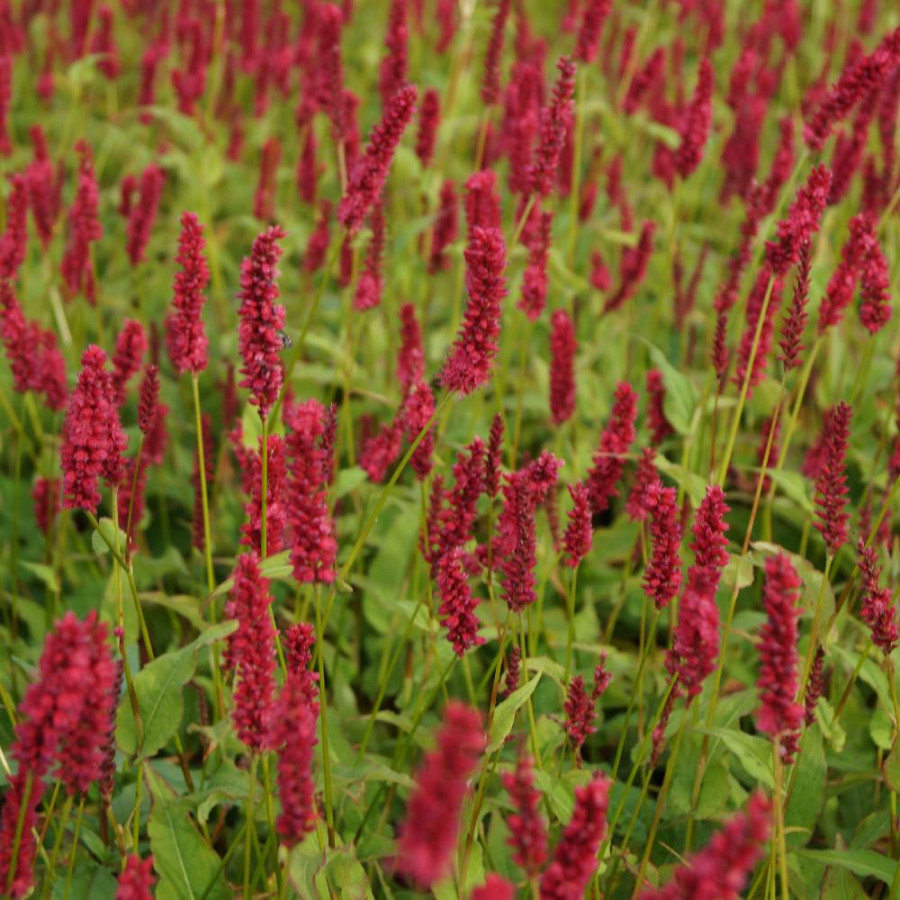 Plantes Vivaces PERSICARIA amplexicaulis 'Dark Red' - Renouée en vente - Persicaire amplexicaule en vente - Pépinière Lepage .