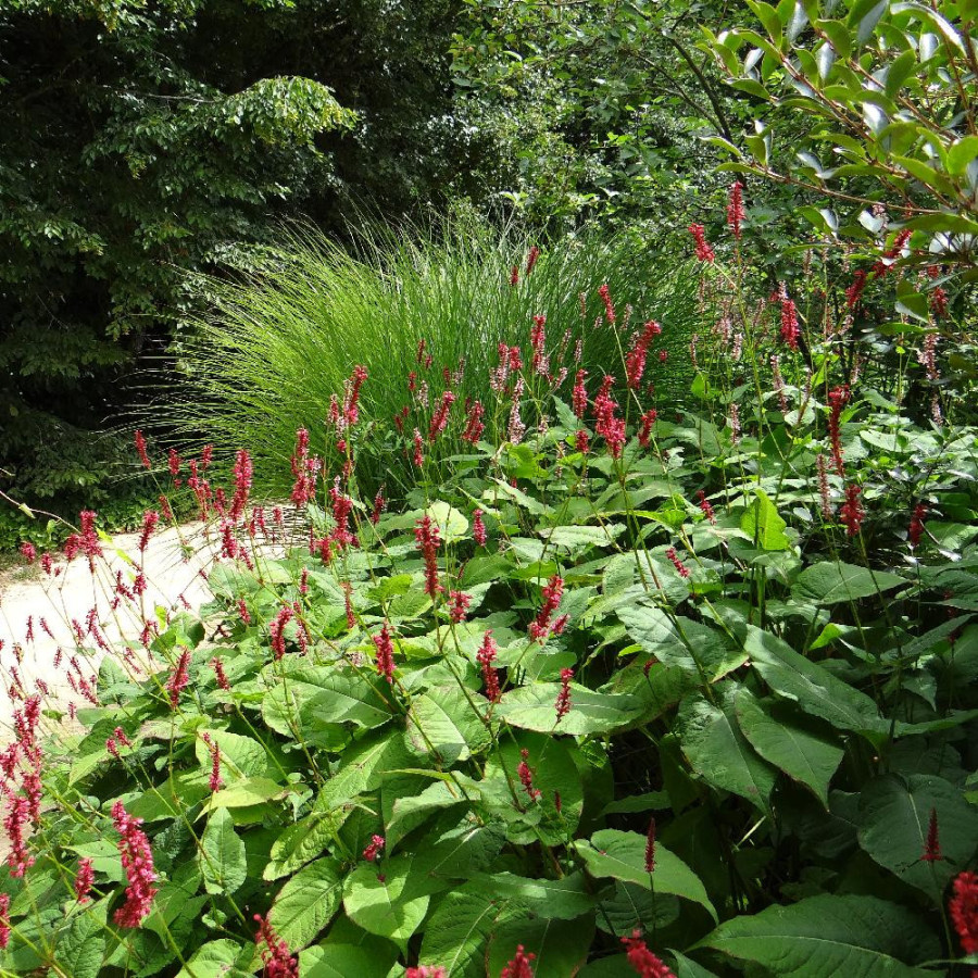 Plantes Vivaces PERSICARIA amplexicaulis 'Dark Red' - Renouée en vente - Persicaire amplexicaule en vente - Pépinière Lepage .