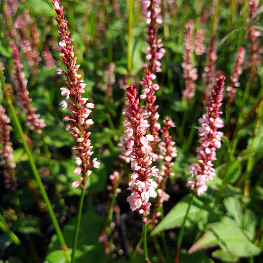 Plantes Vivaces PERSICARIA amplexicaulis 'Endless Beauty' - Renouée en vente - Persicaire amplexicaule en vente - Pépinière Lepa