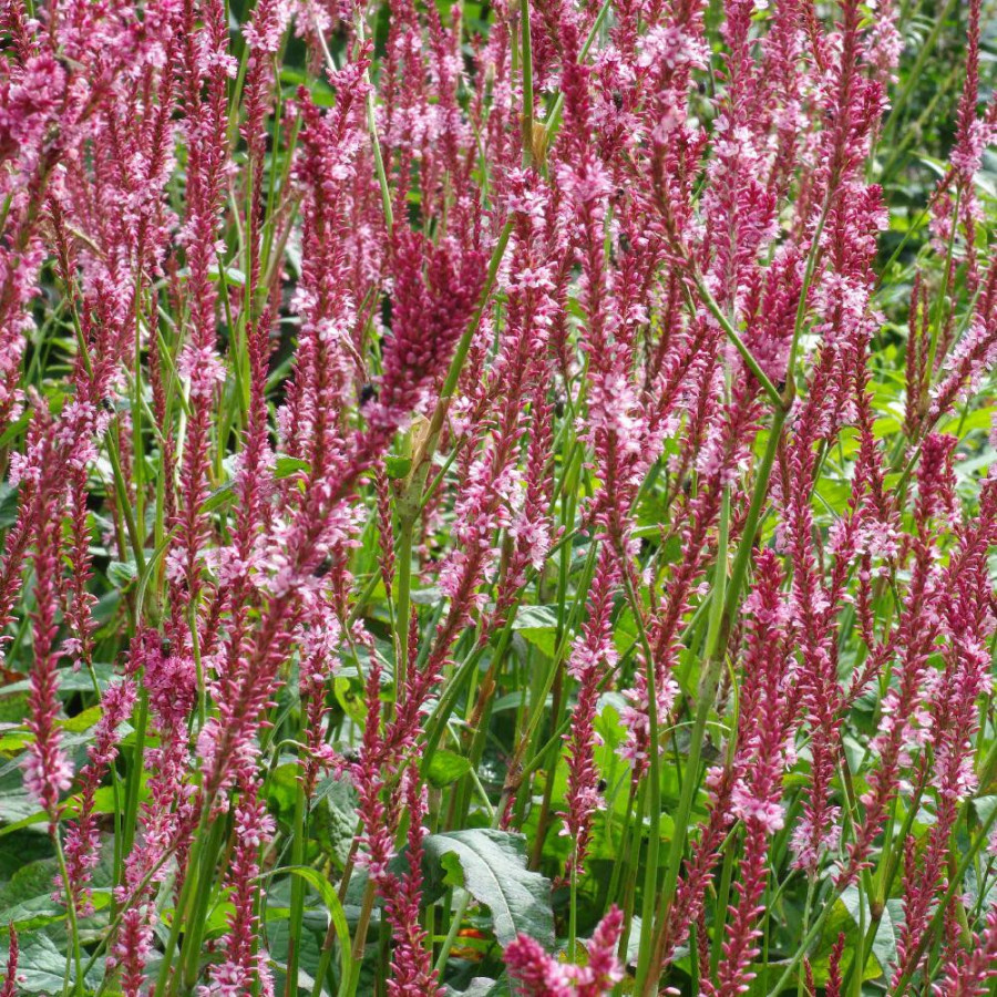 Plantes Vivaces PERSICARIA amplexicaulis 'Fascination' - Renouée en vente - Persicaire amplexicaule en vente - Pépinière Lepage 