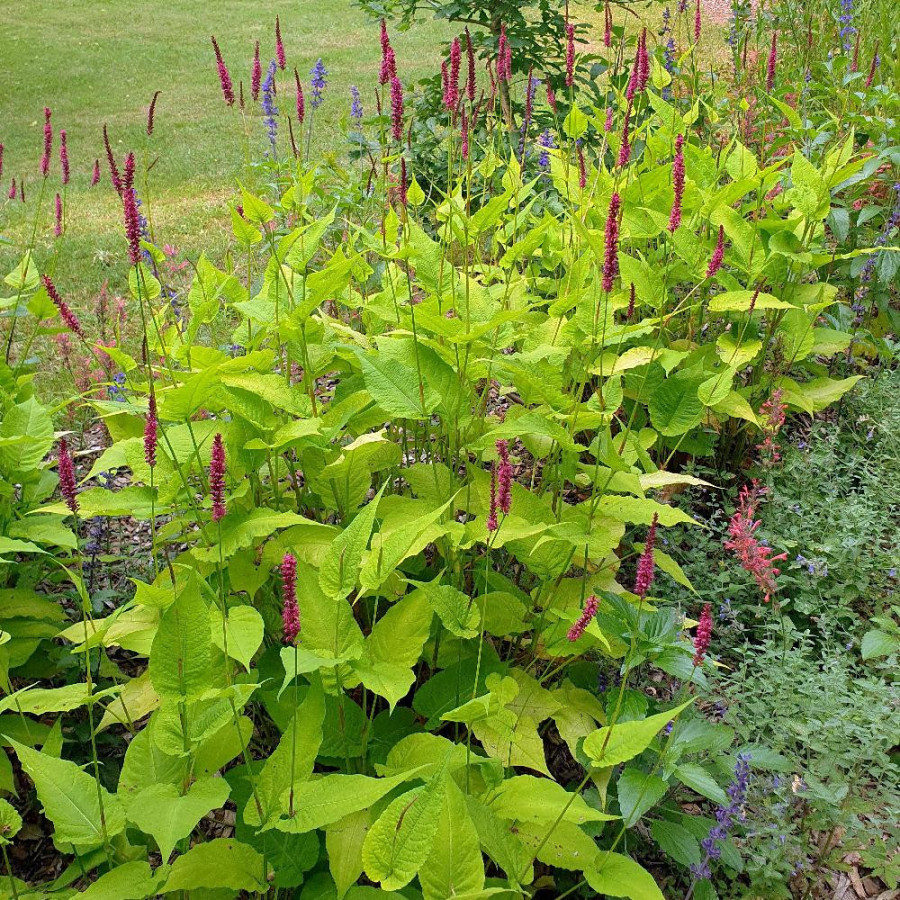 Plantes Vivaces PERSICARIA amplexicaulis 'Golden Arrow' - Renouée en vente - Persicaire amplexicaule en vente - Pépinière Lepage