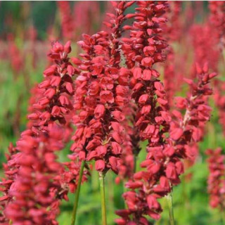 Plantes Vivaces PERSICARIA amplexicaulis 'JS Caliente' ® - Renouée en vente - Persicaire amplexicaule en vente - Pépinière Lepag