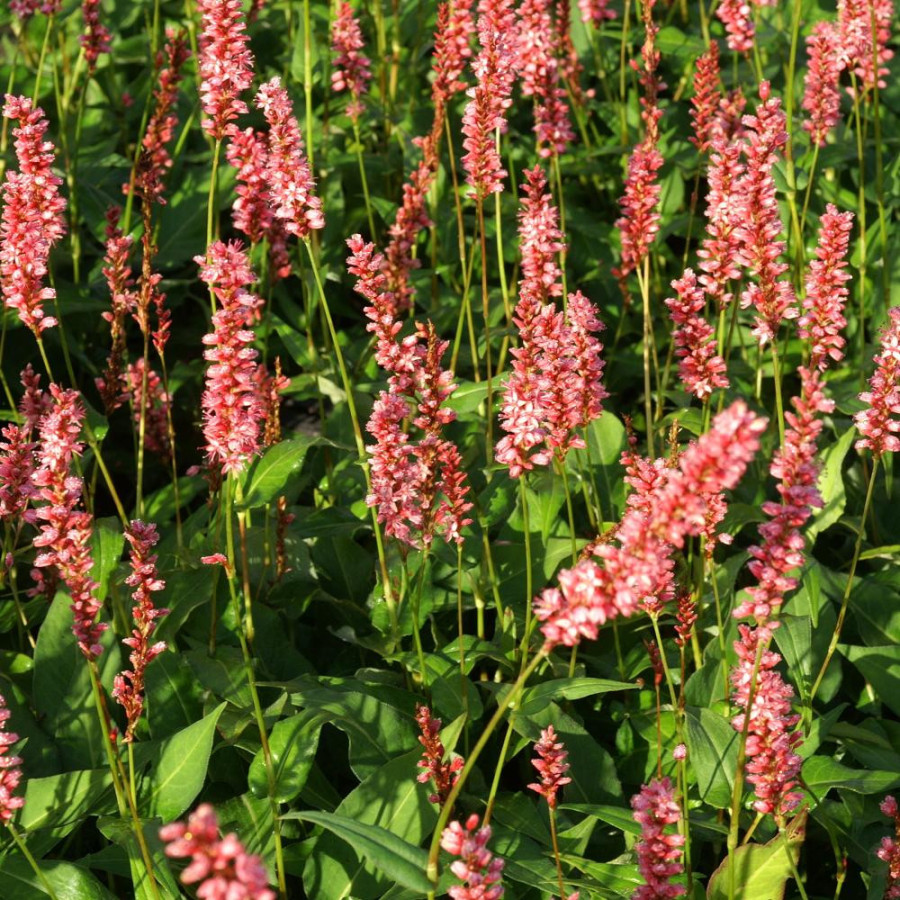 Plantes Vivaces PERSICARIA amplexicaulis 'Orange Field' ® - Renouée en vente - Persicaire amplexicaule en vente - Pépinière Lepa