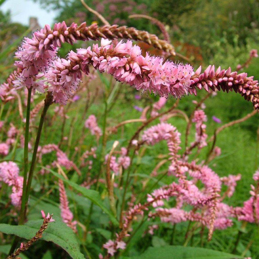 Plantes Vivaces PERSICARIA amplexicaulis 'Pink Elephant' en vente - Pépinière Lepage .