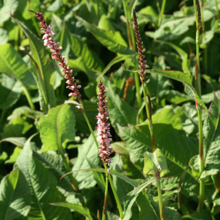 Plantes Vivaces PERSICARIA amplexicaulis 'Rosea' - Renouée en vente - Persicaire amplexicaule en vente - Pépinière Lepage .