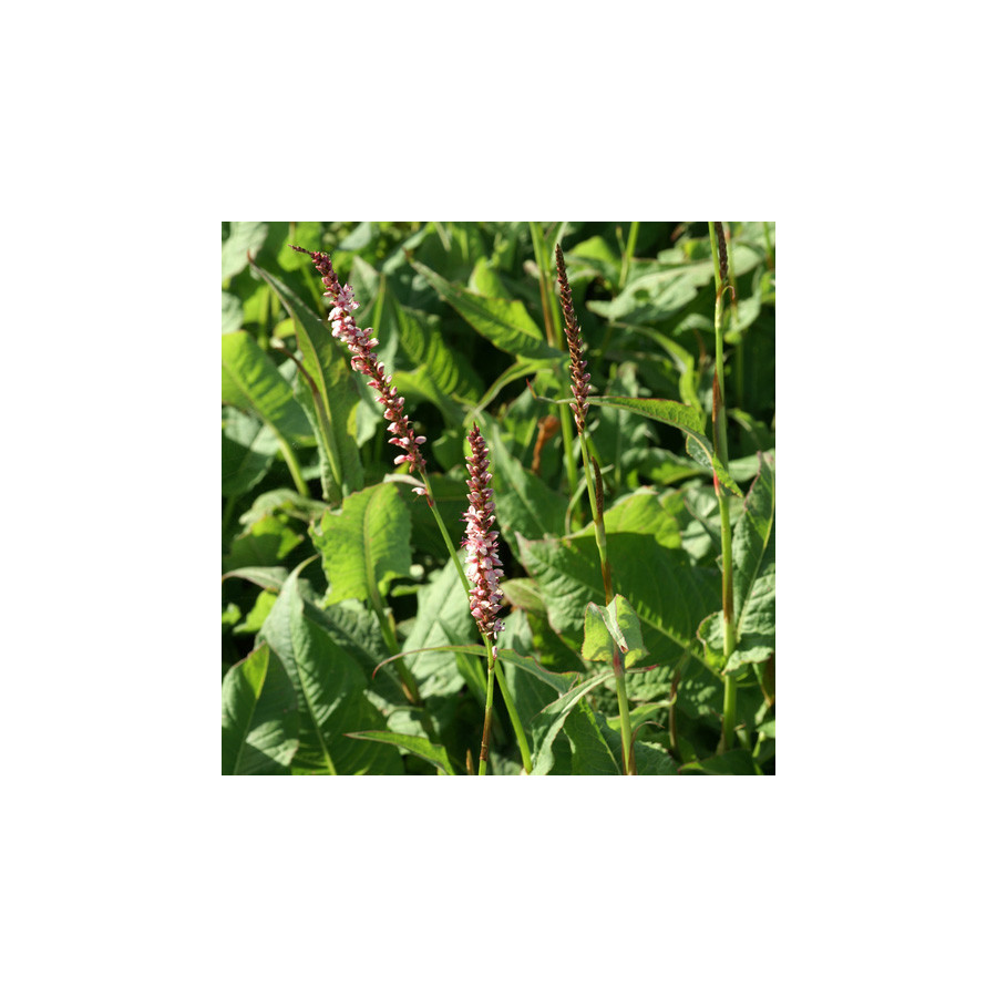 Plantes Vivaces PERSICARIA amplexicaulis 'Rosea' - Renouée en vente - Persicaire amplexicaule en vente - Pépinière Lepage .