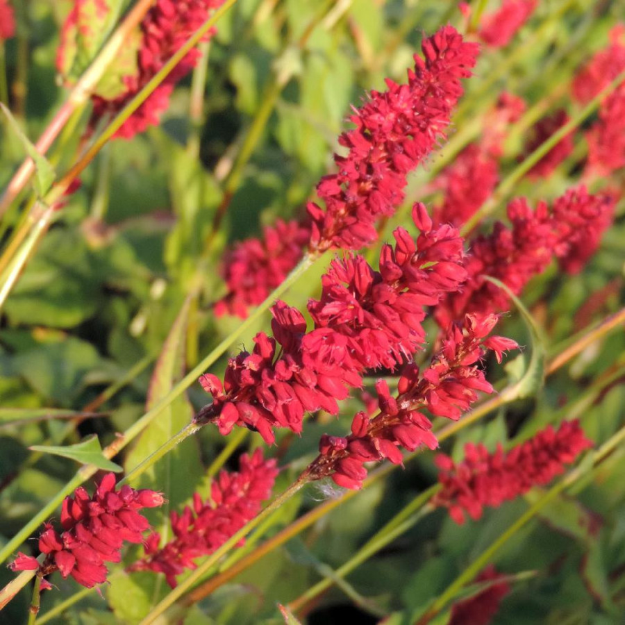 Plantes Vivaces PERSICARIA amplexicaulis 'Speciosa' (Atrosanguineum) - Renouée en vente - Persicaire amplexicaule en vente - Pép