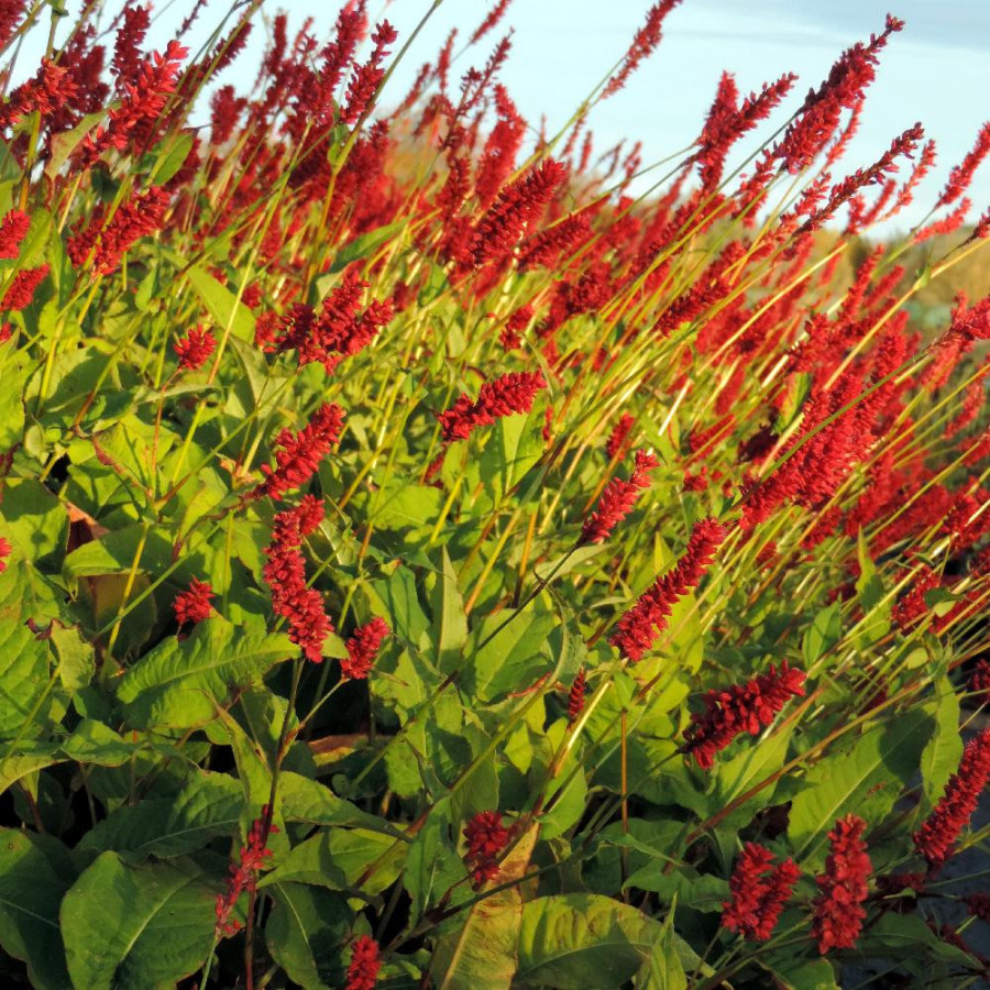 Plantes Vivaces PERSICARIA amplexicaulis 'Speciosa' (Atrosanguineum) - Renouée en vente - Persicaire amplexicaule en vente - Pép