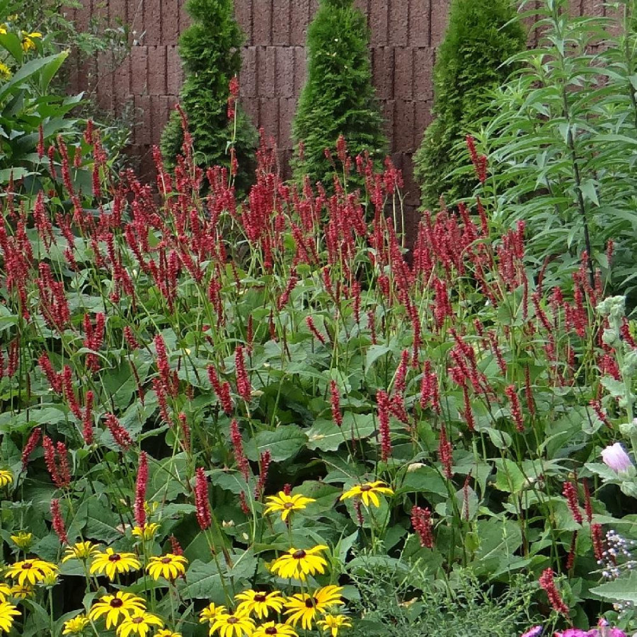 Plantes Vivaces PERSICARIA amplexicaulis 'Taurus' - Renouée en vente - Persicaire amplexicaule en vente - Pépinière Lepage .