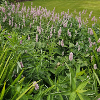 Plantes Vivaces PERSICARIA bistorta 'Superba' - Renouée en vente - Bistorte en vente - Pépinière Lepage .