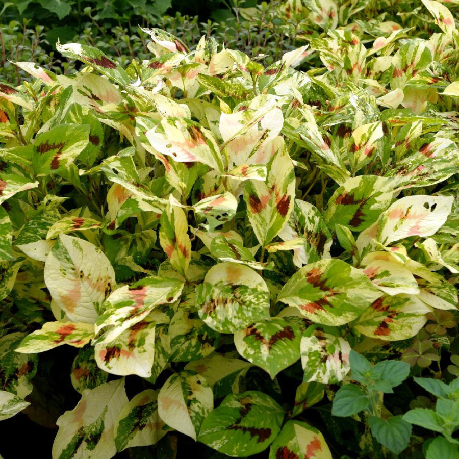 Plantes Vivaces PERSICARIA filiformis 'Painter's Palette' - Renouée en vente - Pépinière Lepage .