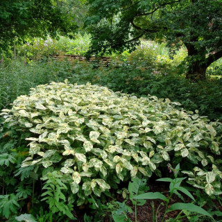 Plantes Vivaces PERSICARIA filiformis 'Painter's Palette' - Renouée en vente - Pépinière Lepage .
