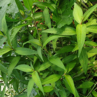Plantes Vivaces PERSICARIA odorata - Coriandre vietnamienne en vente - Rau ram en vente - Pépinière Lepage .