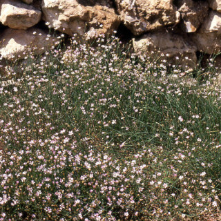 Plantes Vivaces PETRORHAGIA saxifraga - Tunique saxifrage en vente - Pépinière Lepage .