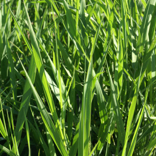 Plantes Vivaces PHALARIS arundinacea - Ruban de bergère en vente - Ruban de la vierge en vente - Pépinière Lepage .
