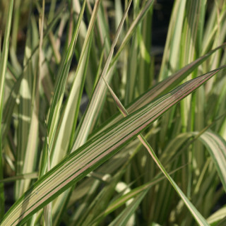 Plantes Vivaces PHALARIS arundinacea 'Feesey' - Ruban de bergère en vente - Pépinière Lepage .