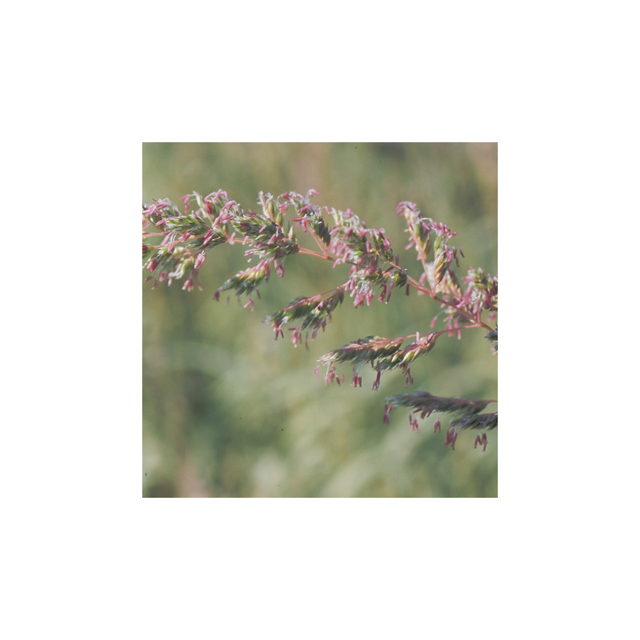 Plantes Vivaces PHALARIS arundinacea 'Feesey' - Ruban de bergère en vente - Pépinière Lepage .