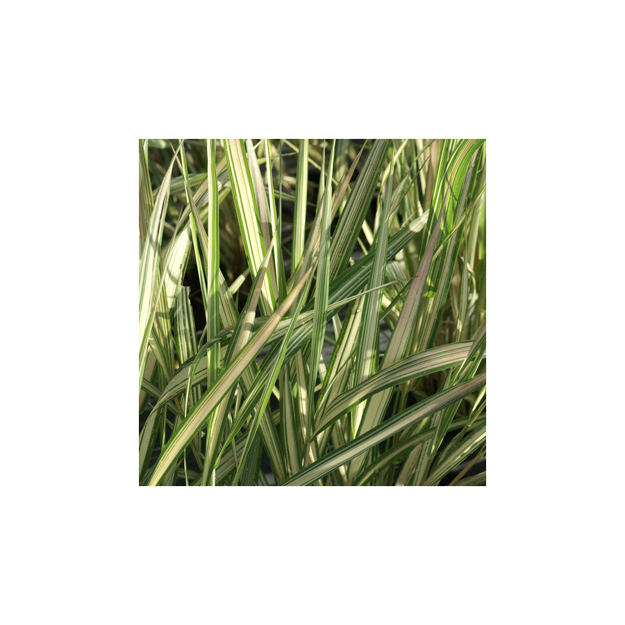 Plantes Vivaces PHALARIS arundinacea 'Feesey' - Ruban de bergère en vente - Pépinière Lepage .
