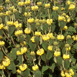 Plantes Vivaces PHLOMIS 'Edward Bowles' - Sauge en arbre en vente - Pépinière Lepage .