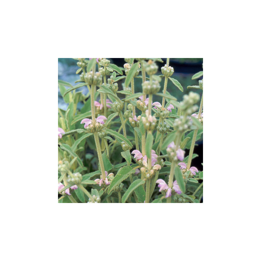 Plantes Vivaces PHLOMIS purpurea ssp. caballeroi - Sauge de Jérusalem rose en vente - Pépinière Lepage .